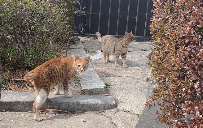 길고양이