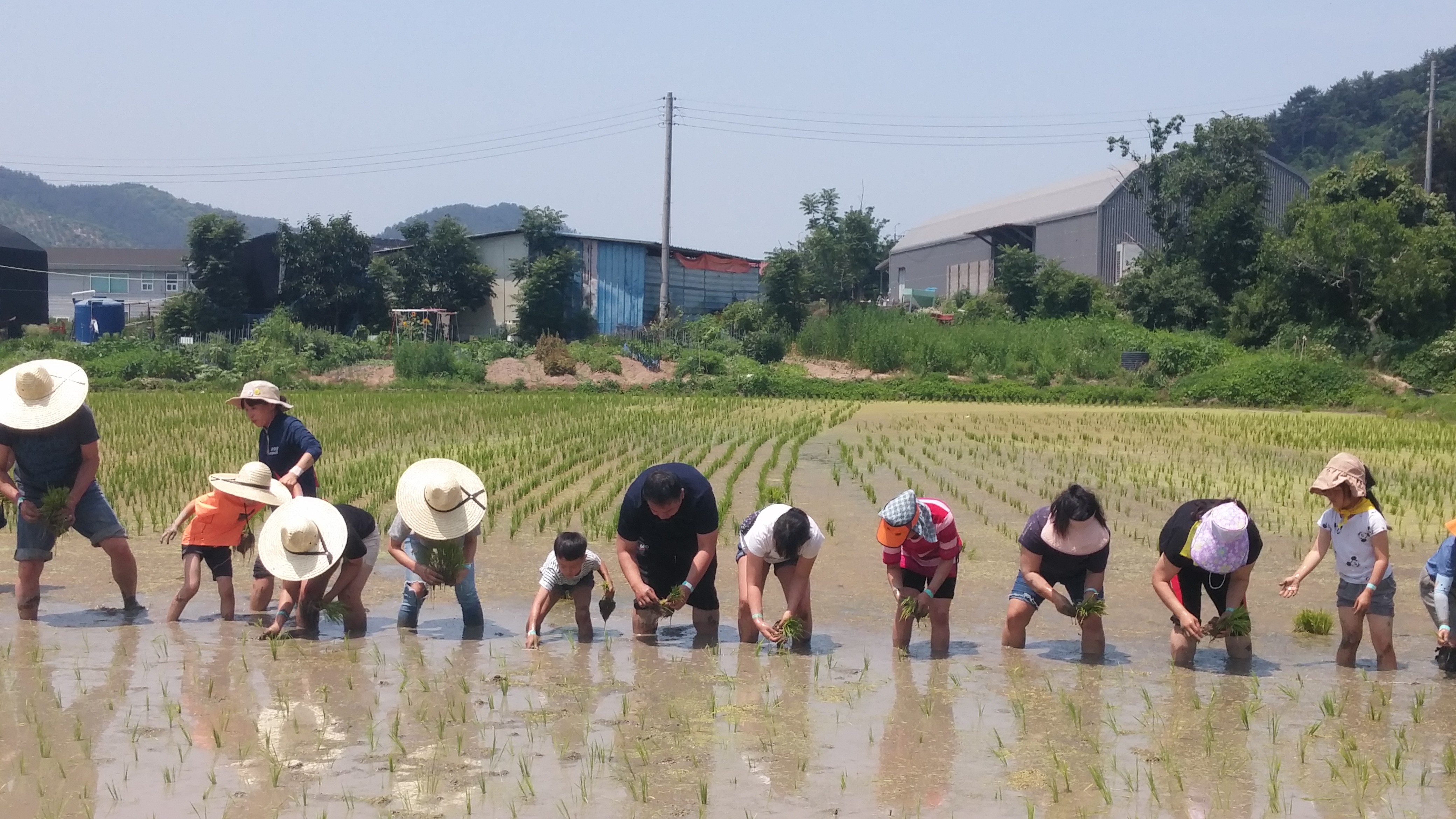 24일 모내기 체험 사진