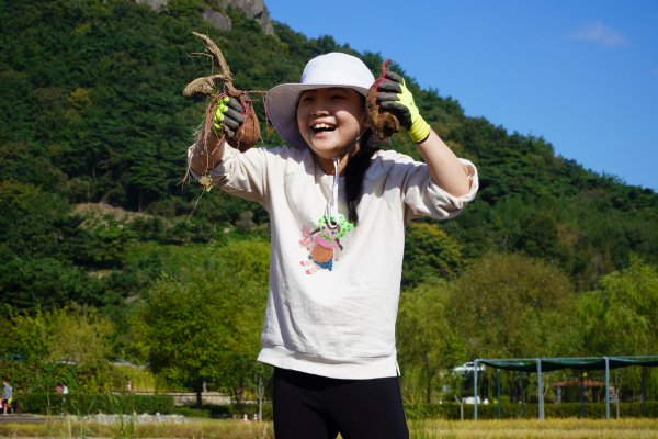 [특별]고구마캐기 체험(10/15, 오후)