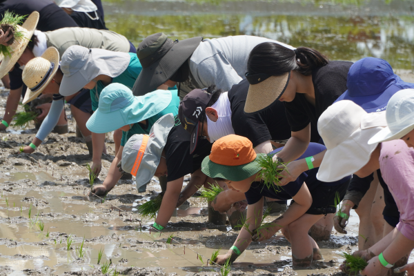 [논습지]친환경 손모내기 체험(6/4)
