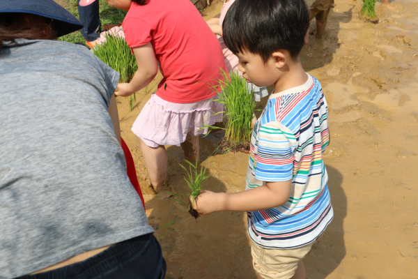 농부학교(친환경 가족텃밭) 모내기