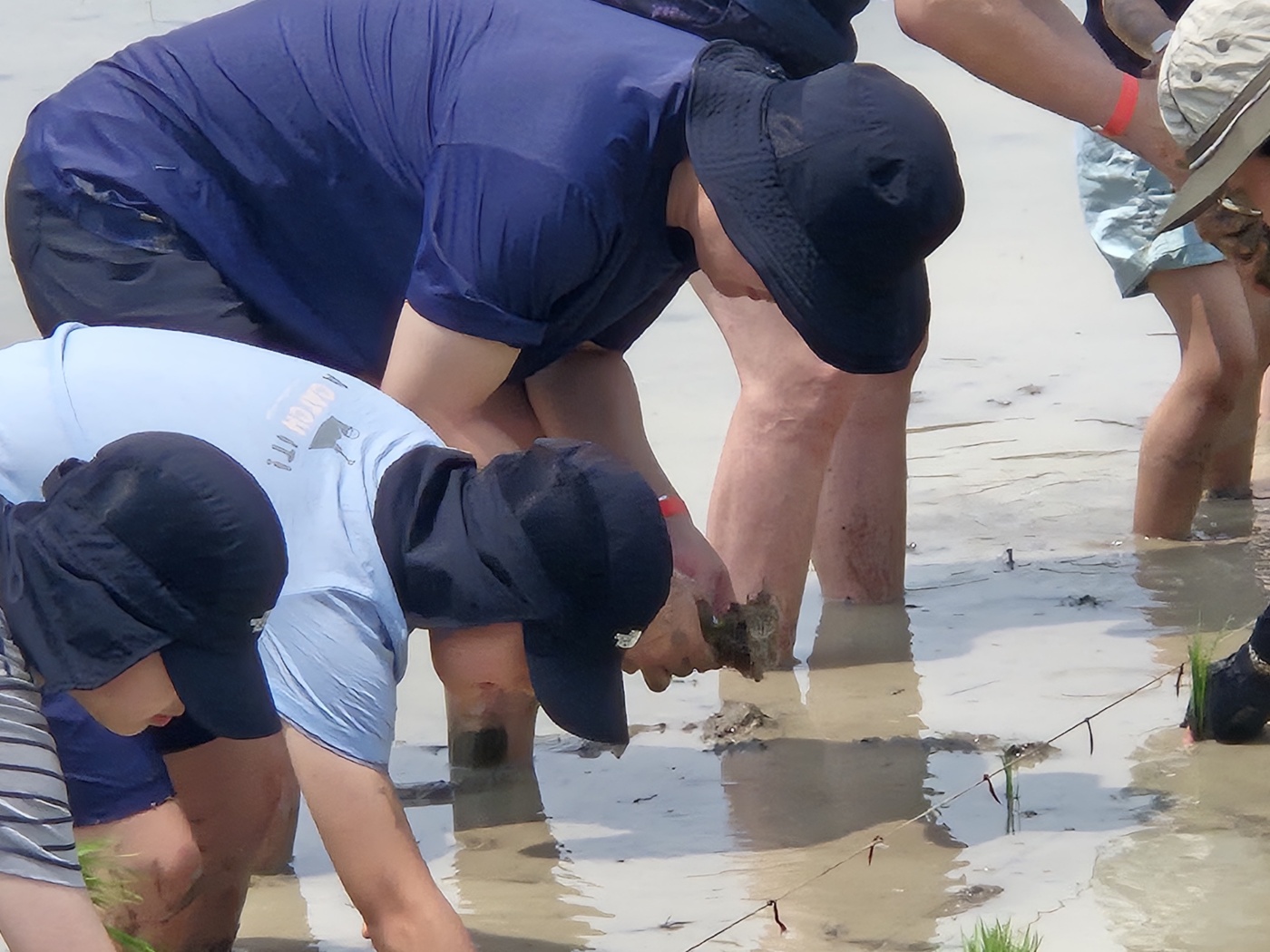 [논습지]가족손모내기체험(6/8)