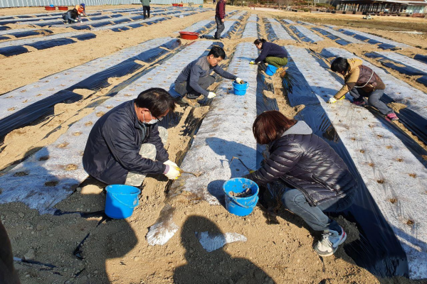 감자 심기, 진달래나무 식재