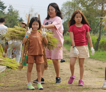 추수, 미꾸라지 잡기 체험