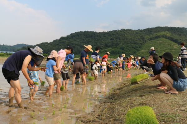 2019년 6월 가족 손모내기 체험 사진
