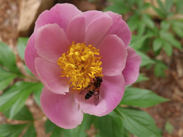 작약꽃의 친구~