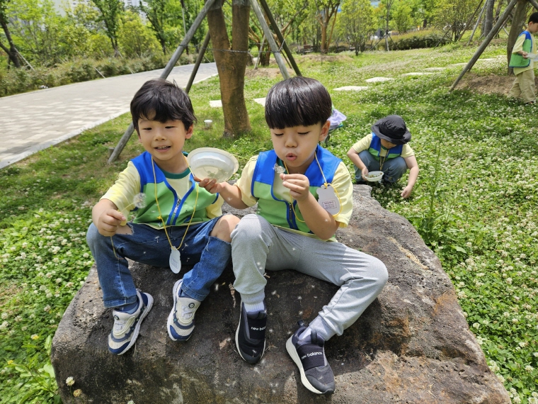 토끼풀꽃 꽃밭에서