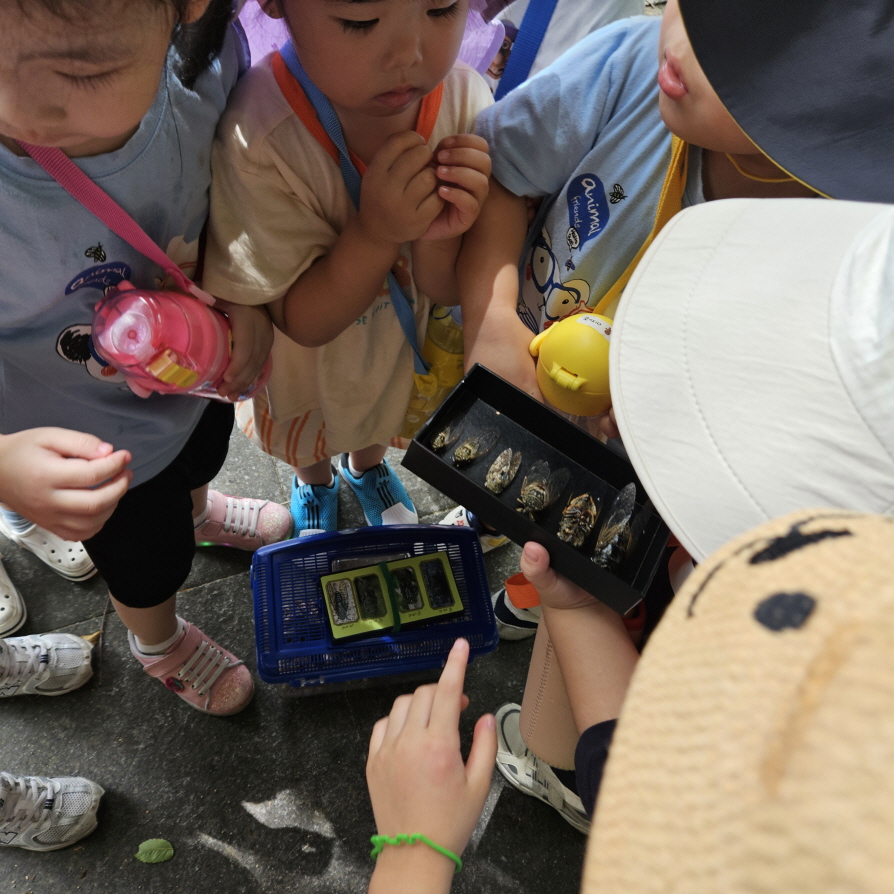 매미 종류도 많이 있네요 수컷매미는 어디로 노래 할까요?