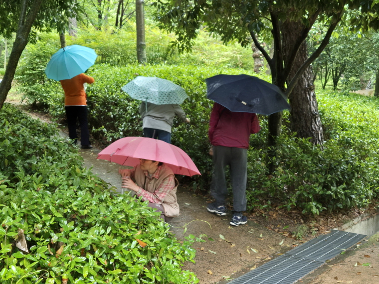 비오는 날 장군차 밭