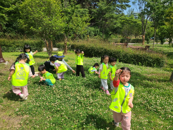 애벌레 놀이에 사용할 토끼풀 꽃을 모아요.