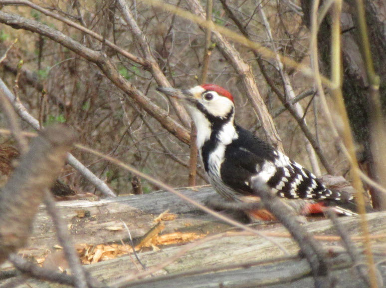 큰오색딱따구리 수컷