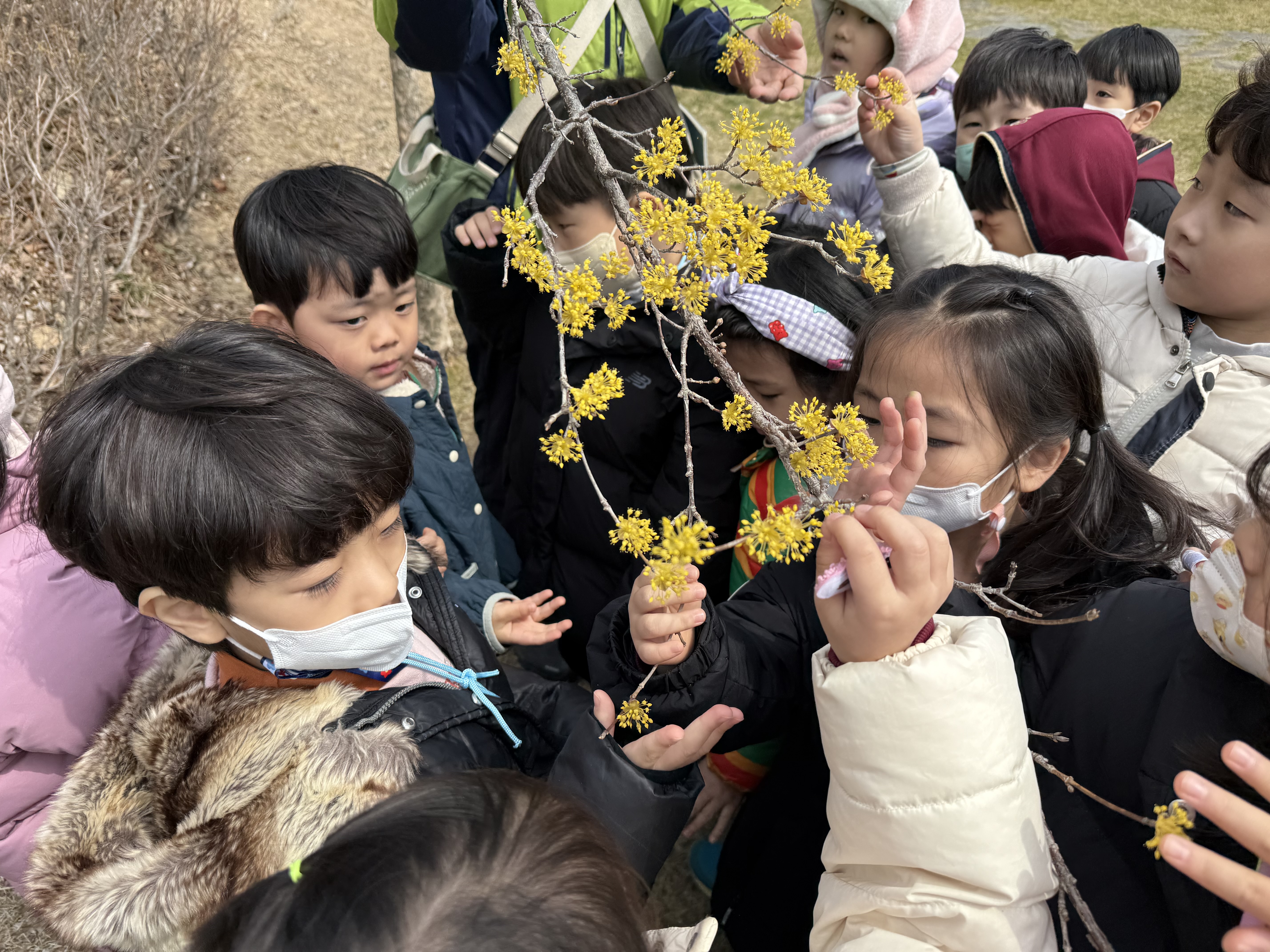 산수유