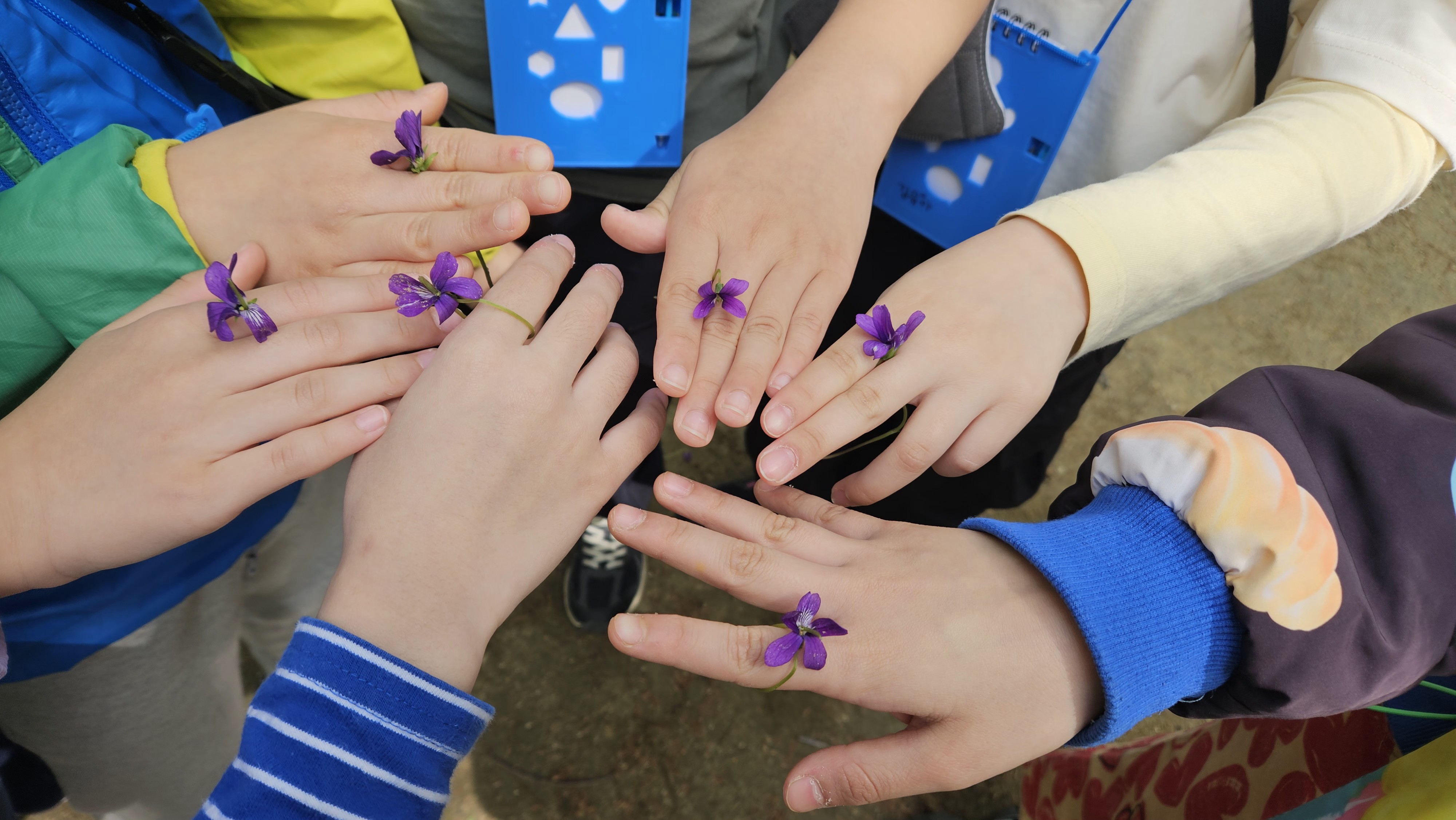 꽃관찰후 꽃으로 만든반지