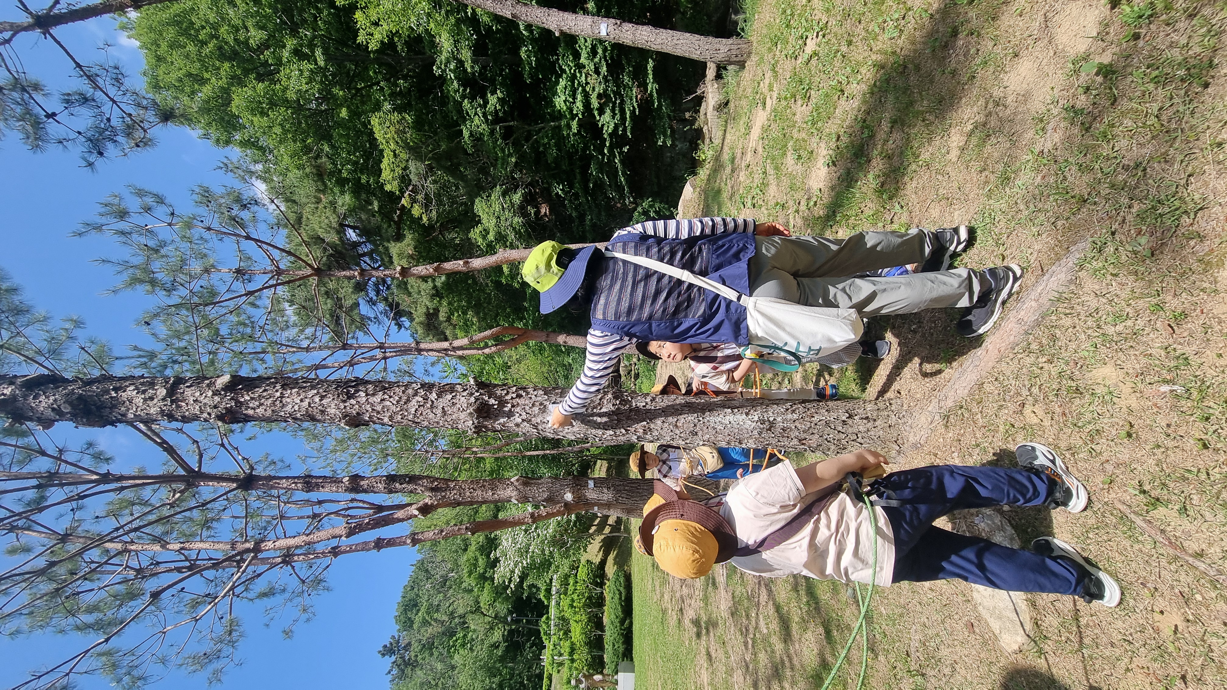 소나무 주사 맞은 곳도 잘 찾은 아이들