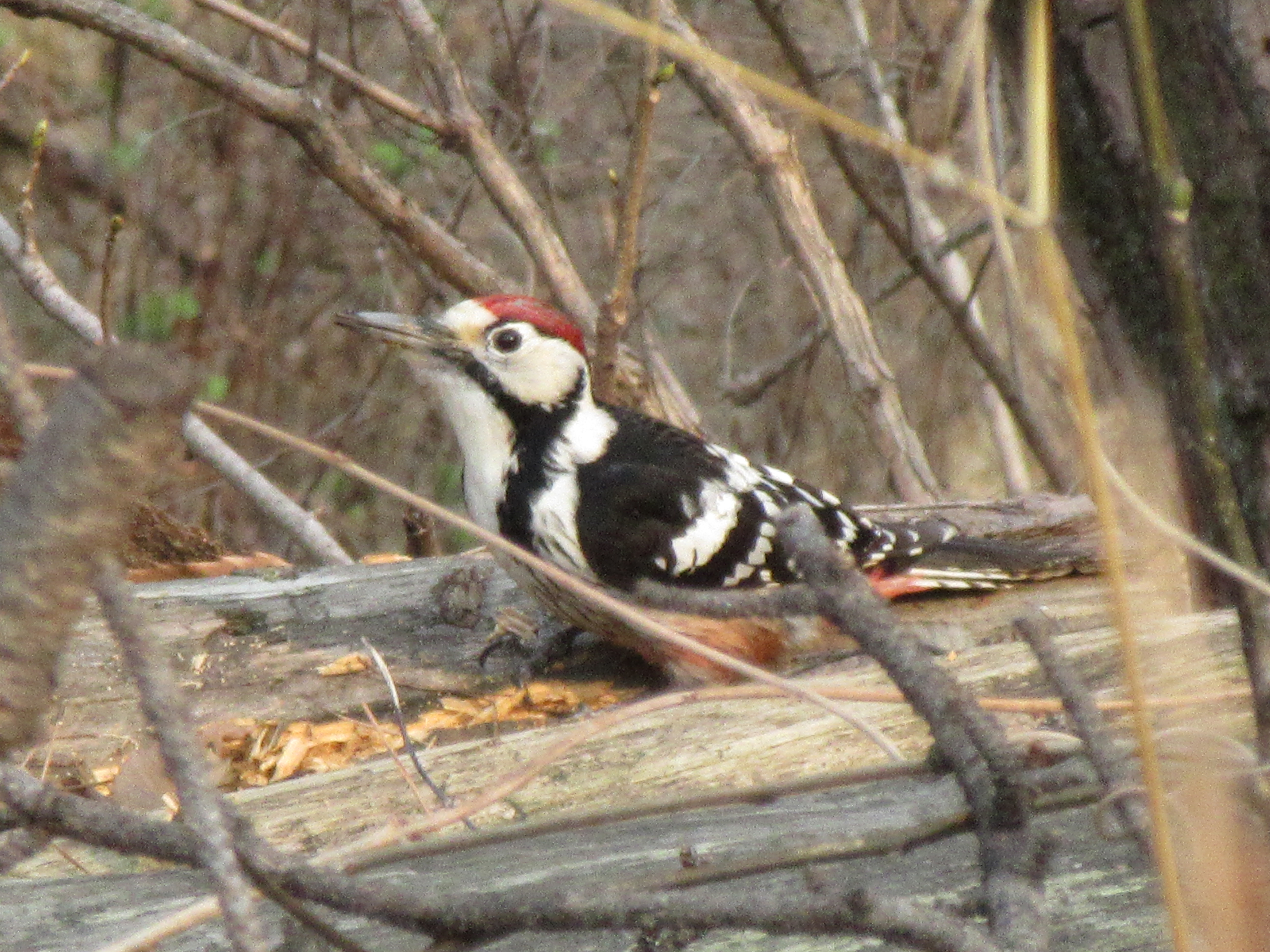 큰오색딱따구리