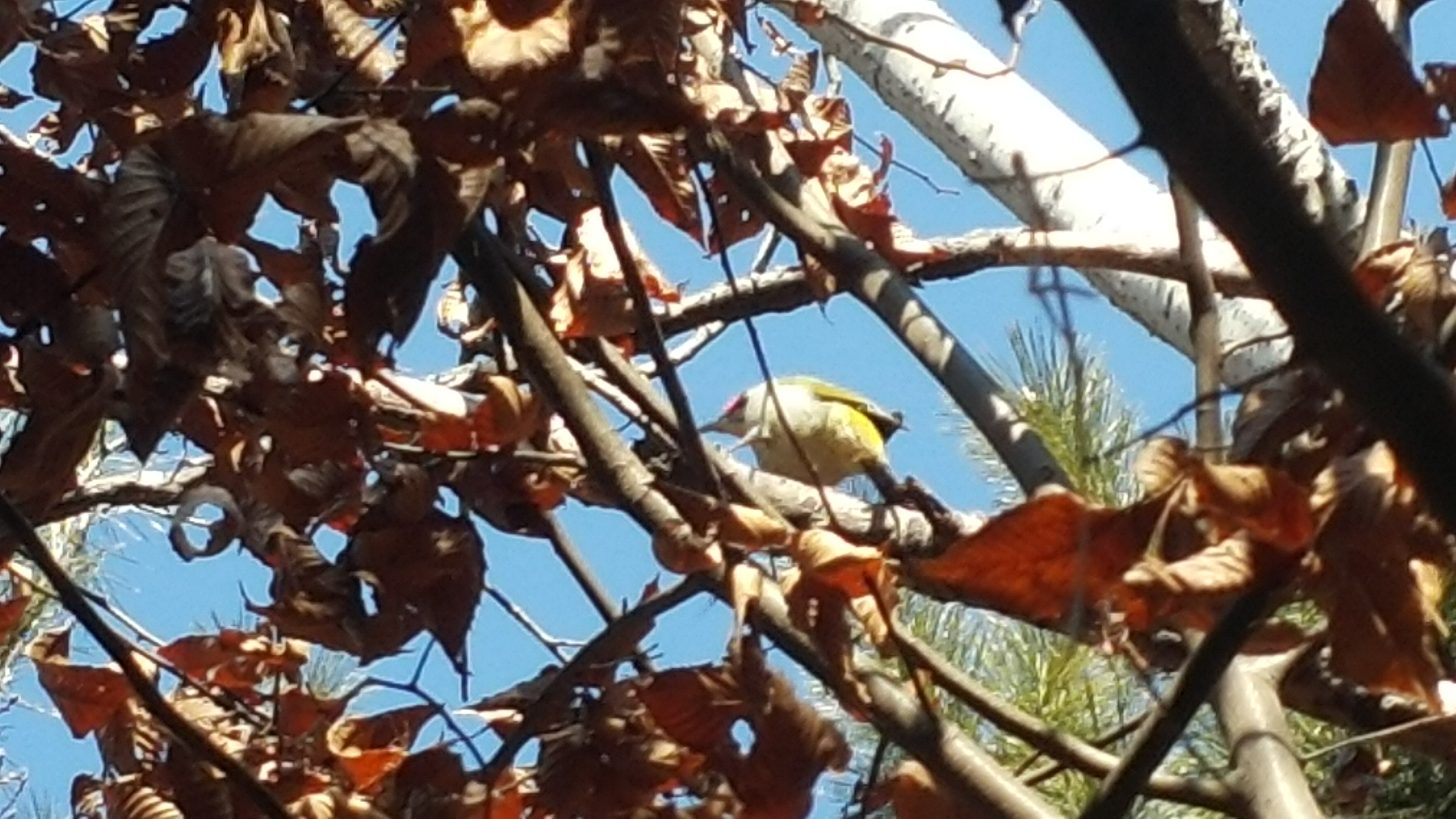 분성산의 청닥따구리