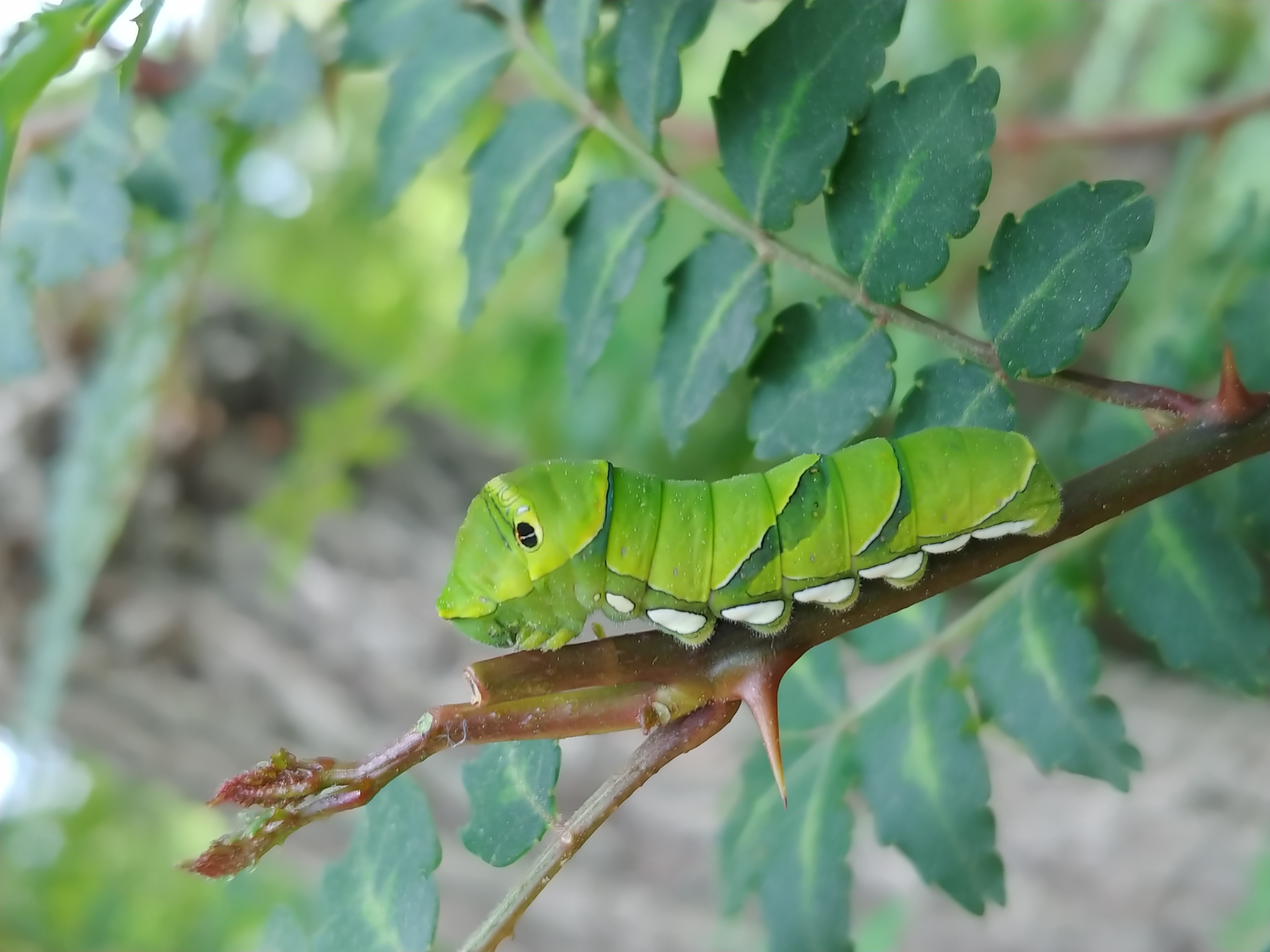산초나무 위 호랑나비 애벌레