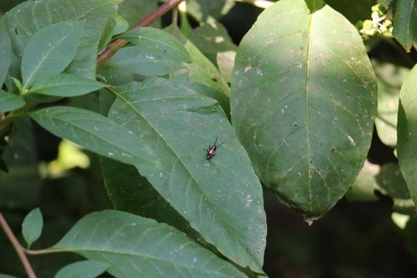 고마로브집게벌레