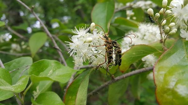긴알락꽃하늘소