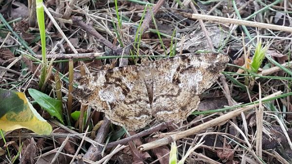 네눈쑥가지나방