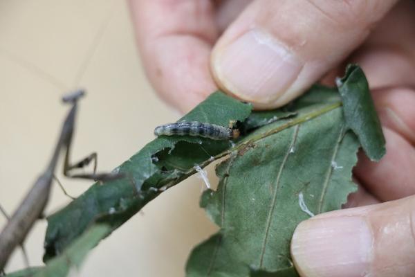 번개무늬잎말이나방