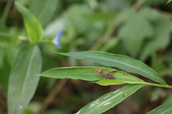톱다리개미허리노린재