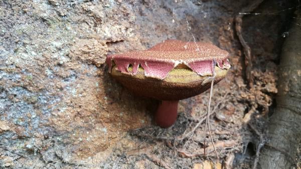 좀노란그물버섯