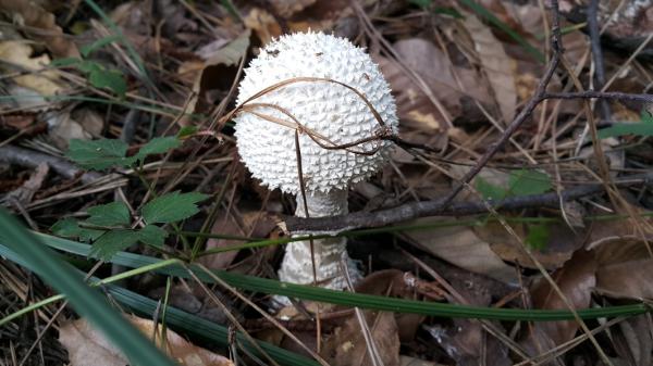 흰가시광대버섯