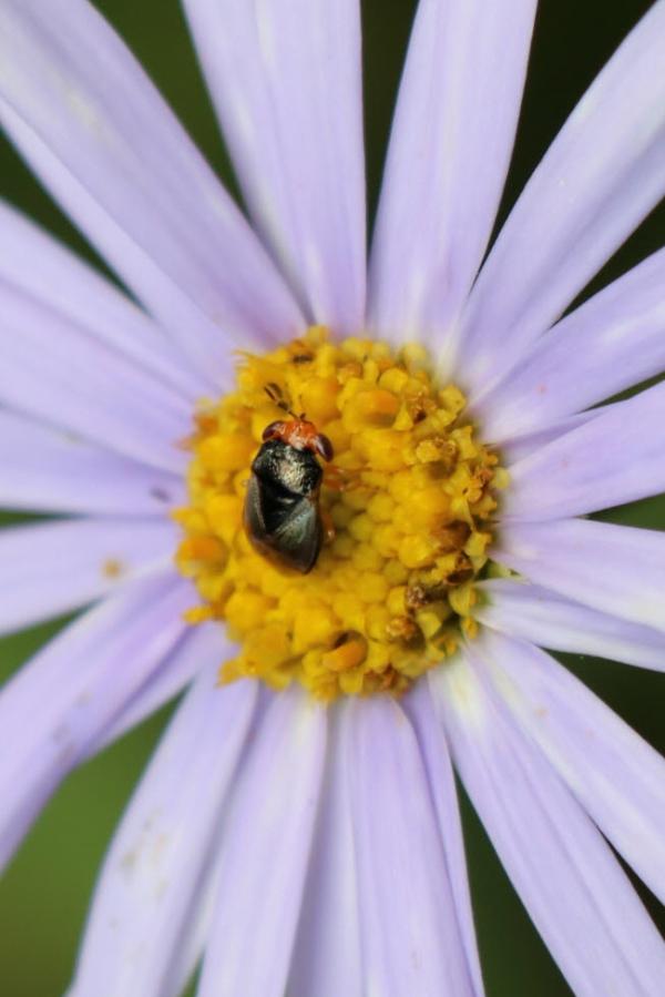 큰딱부리긴노린재