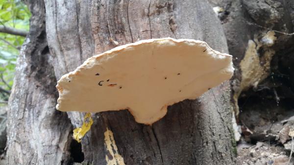 명아주개떡버섯