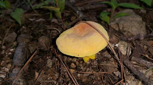 빨간구멍그물버섯