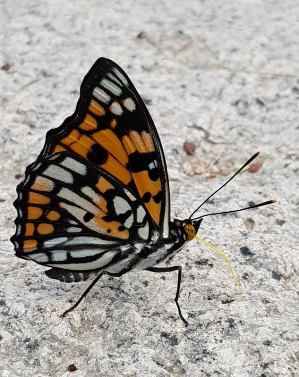 대왕나비 (수컷)