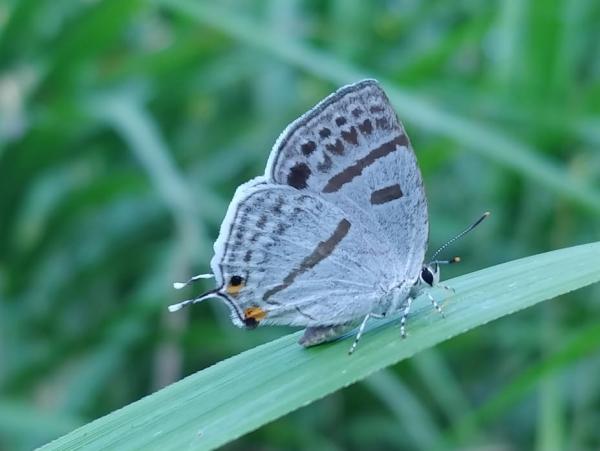 물빛긴꼬리부전나비