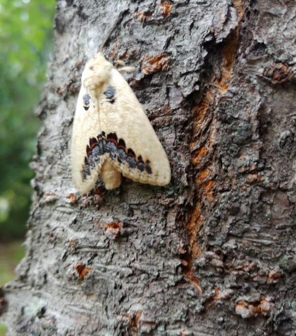 먹무늬재주나방