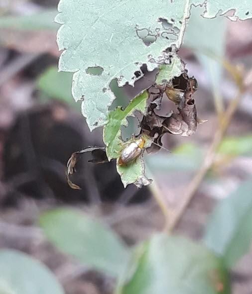 어리발톱잎벌레