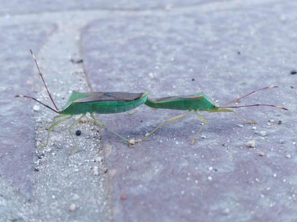 호리허리노린재