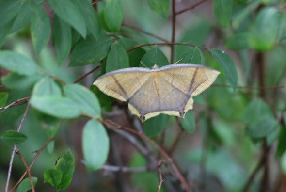 알락제비가지나방