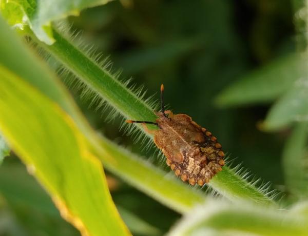 톱날노린재 약충