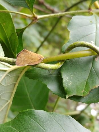 갈색날개매미충