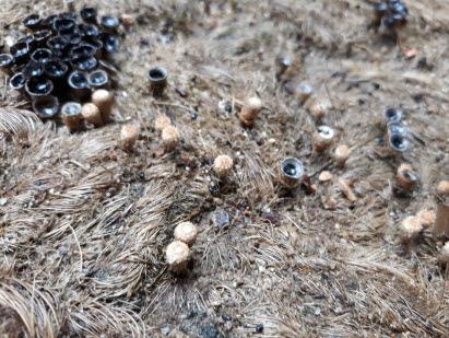 좀주름찻잔버섯