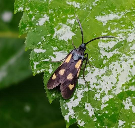 여덟무늬알락나방