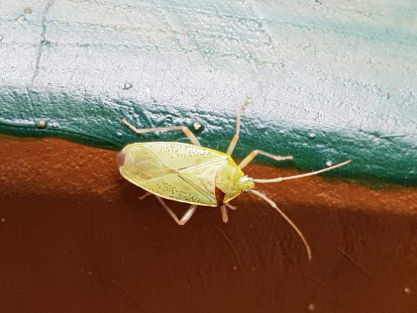 뒷창참나무노린재