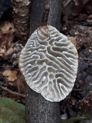 때죽조개껍질버섯 (밑면)