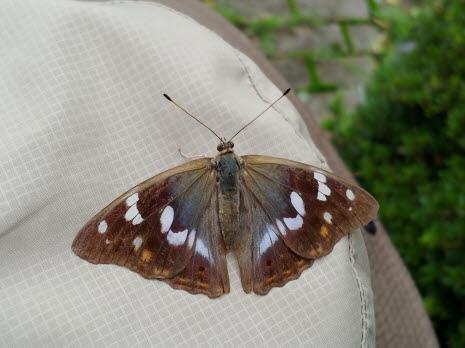 수노랑나비 암컷