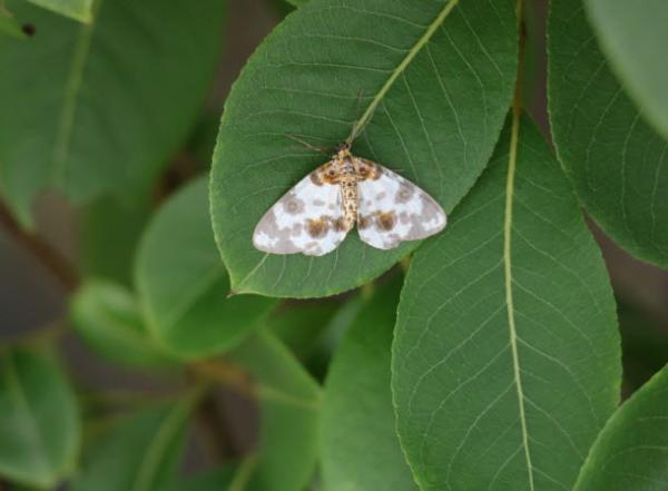 각시얼룩가지나방
