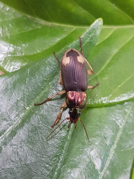 노랑무늬먼지벌레