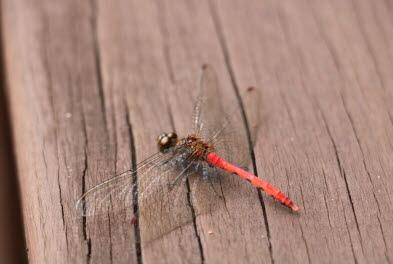 애기좀잠자리 수컷