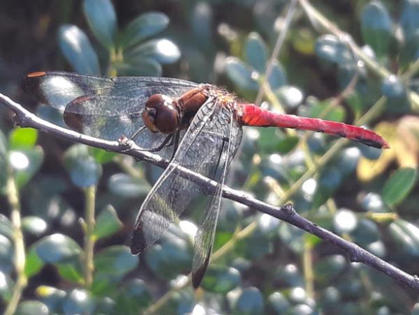 깃동잠자리 수컷