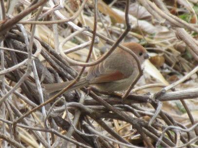 붉은머리오목눈이