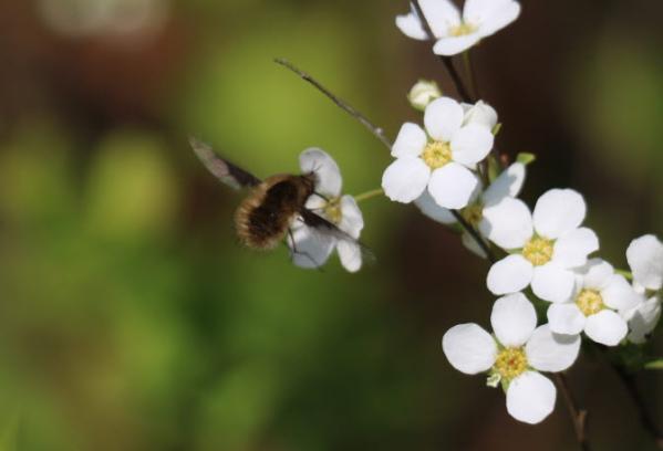 빌로오드재니등에